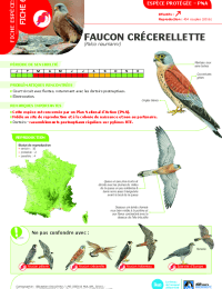 2023-03-23-avifaune-6-faucon-crecerellette.pdf thumbnail