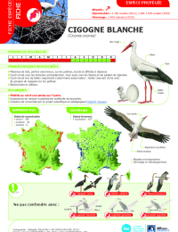 2023-03-23-avifaune-1-cigogne-blanche.pdf thumbnail