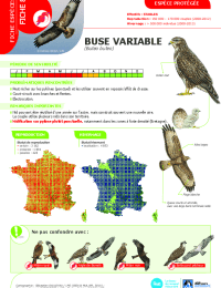 2023-03-23-avifaune-8-buse-variable.pdf thumbnail