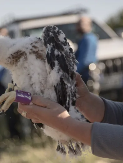Naissance aiglon sur les lignes