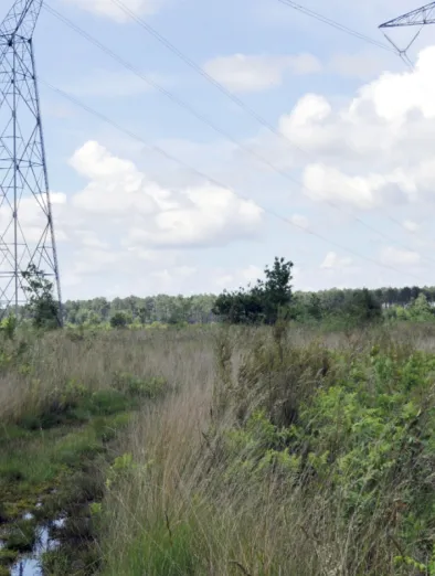 Biodiversité sous les lignes RTE