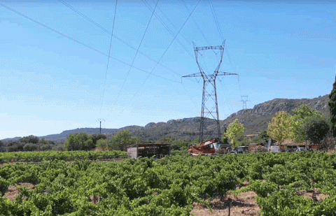 paysages avec des vignes